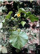 Abutilon teophrastii