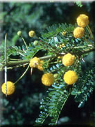 Acacia karroo