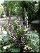 Acanthus mollis subsp. platyphyllos