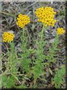 Achillea ageratum