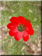 Adonis annua