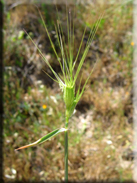 Aegilops geniculata