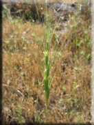 Aegilops triuncialis