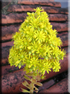 Aeonium arboreum