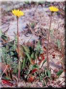 Aetheorhiza bulbosa subsp. bulbosa