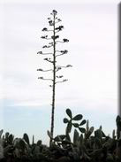 Agave americana