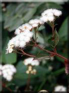 Ageratina adenophora