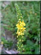 Agrimonia eupatoria