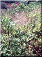 Ailanthus altissima