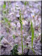 Airopsis tenella