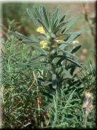 Ajuga iva var. pseudo-iva