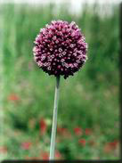 Allium ampeloprasum