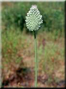 Allium guttatum subsp. sardoum