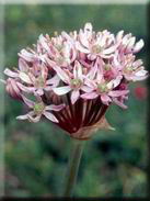 Allium nigrum