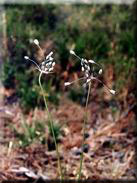 Allium pallens subsp. pallens