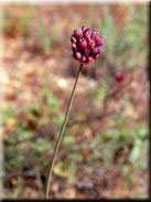 Allium pruinatum