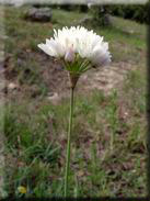 Allium roseum