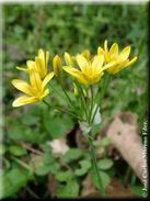 Allium scorzonerifolium