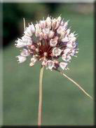 Allium stearnii