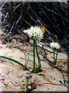 Allium subvillosum