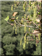 Alnus glutinosa