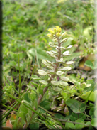 Alyssum simplex