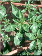 Amaranthus blitoides