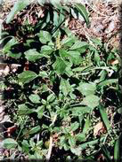 Amaranthus blitum