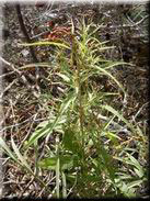 Amaranthus muricatus