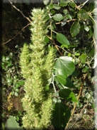 Amaranthus retroflexus