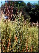 Ambrosia coronopifolia