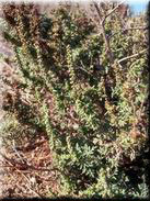 Ambrosia maritima