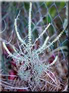 Ambrosia tenuifolia