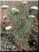 Ammi visnaga