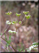 Ammoides pusilla