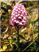 Anacamptis pyramidalis