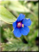 Anagallis arvensis