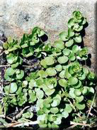 Anagallis crassifolia