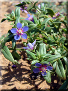 Anagallis foemina