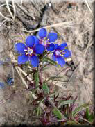 Anagallis monelli