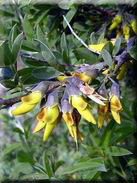 Anagyris foetida