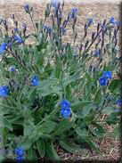 Anchusa azurea