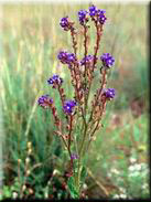 Anchusa calcarea