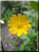 Anemone palmata