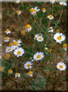 Anthemis bourgaei