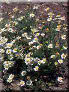 Anthemis cotula