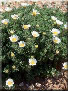 Anthemis maritima