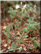 Anthericum baeticum