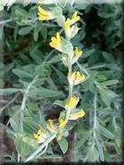 Anthyllis cytisoides