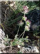 Anthyllis vulneraria subsp. arundana